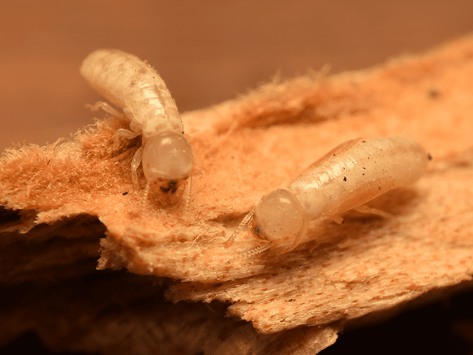 drywood termites attacking a piece of wood