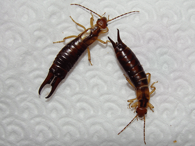 earwigs in bathroom