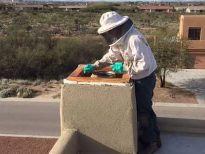 Our Bee Removal Service Professional Are On Call 24/7 professional and state certified bee keeper in the process of removing bees from a arizona property