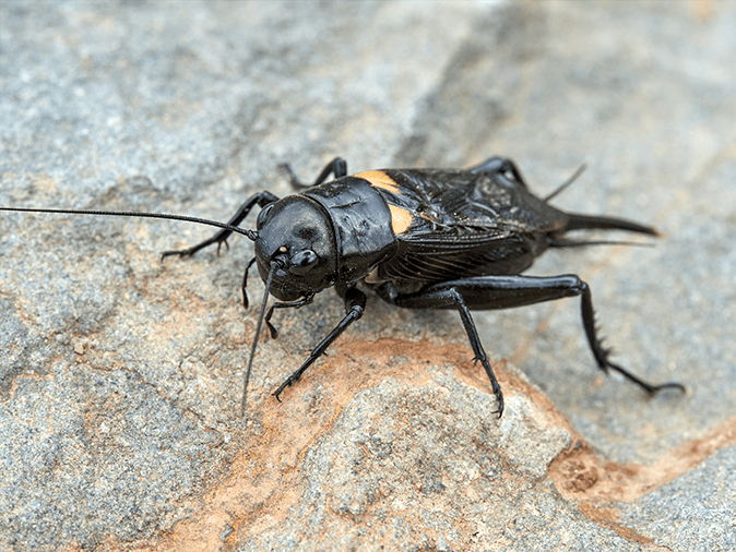 an adult field cricket in arizona