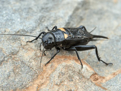 field cricket outside of an arizona home