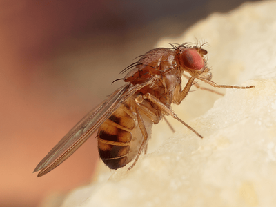 fruit fly searching for food