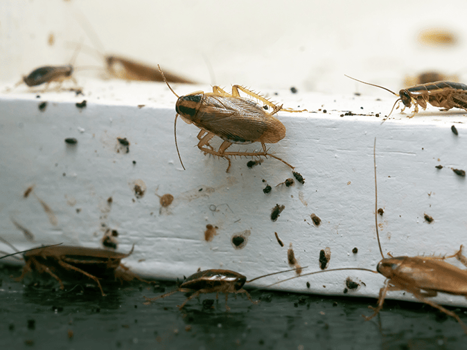 german cockroaches infesting arizona home