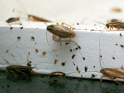 german cockroaches on a windowsill