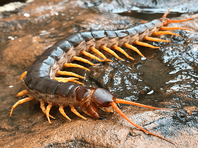 giant centipede crawling outside