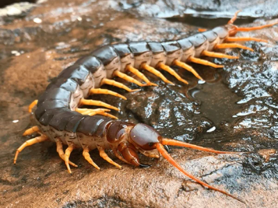 giant centipede crawling outside