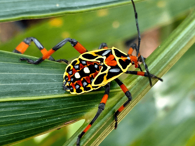 a giant mesquite bug in arizona