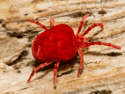 giant red velvet mite outside arizona home
