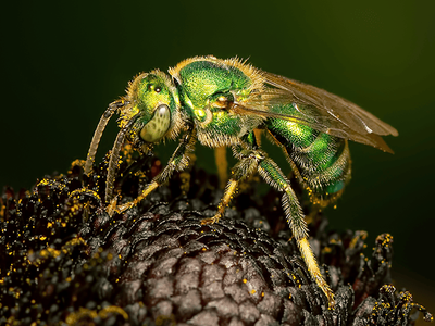 green metallic sweat bee in Tucson