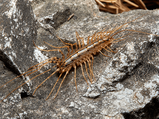 house centipede outside an arizona home