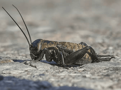 house cricket outside a phoenix home