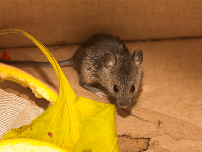 house mouse searching for food and shelter