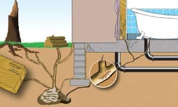 Learn More About Our Professional Termite Control Services For Colorado Residents a colorado home with a severe termite infestation