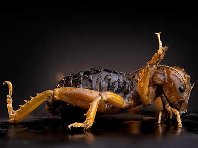 jerusalem cricket in Tucson