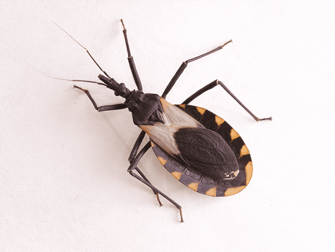 an adult kissing bug AKA cone nose bug