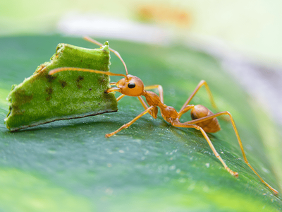 leaf cutter ant with leaf