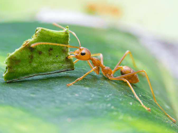 leaf cutter ant in arizona