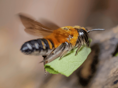 leaf cutter bee in Tucson