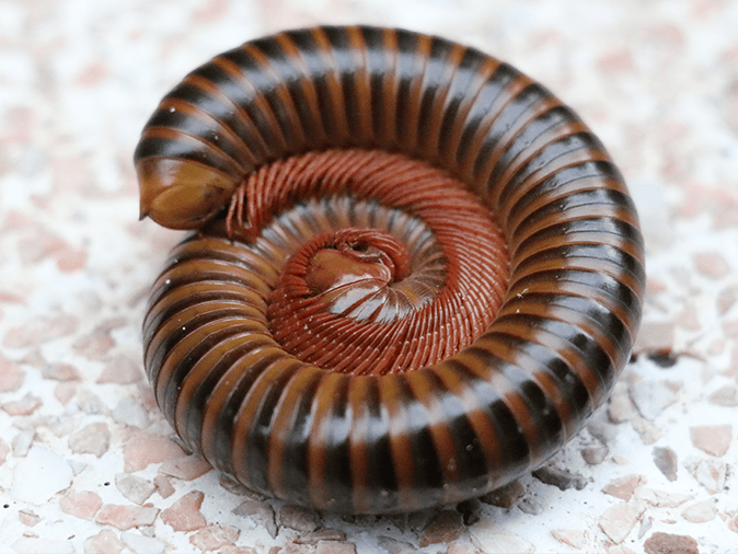 millipede