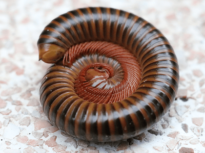 millipede curled up in a ball