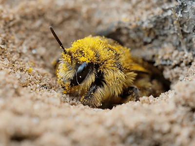 mining bee in arizona