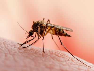 female mosquito biting human