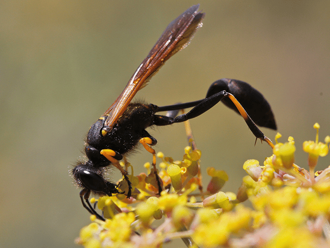 mud dauber on a flower