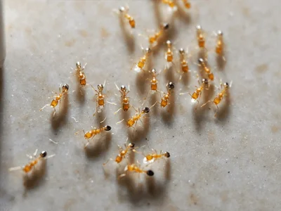 odorous house ants crawling on kitchen floor