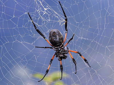 orb web weaver spider creating a web outside