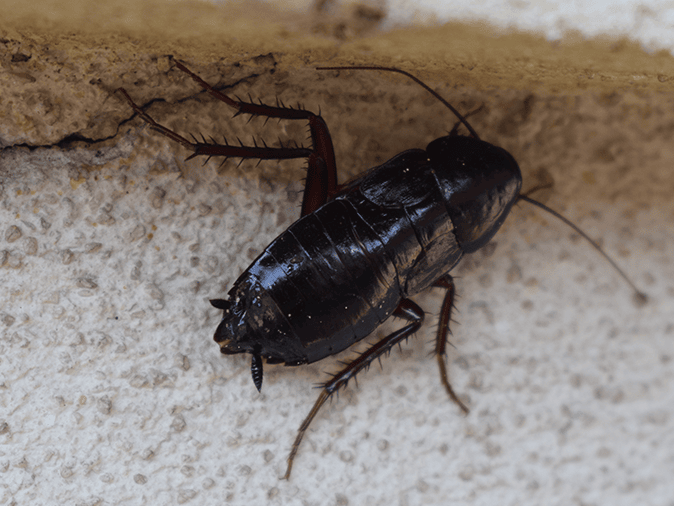 oriental cockroach infesting home in southern arizona