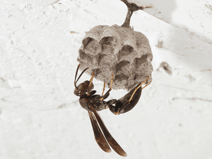 paper wasp building a nest outside of a tucson az home