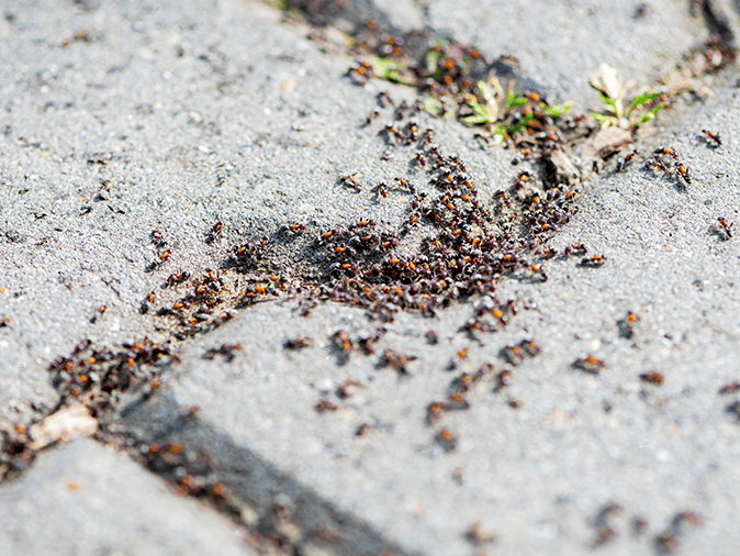 pavement ants infesting crack in walkway