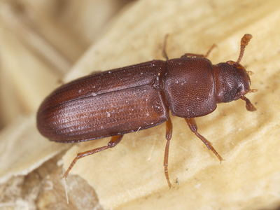 red flour beetle