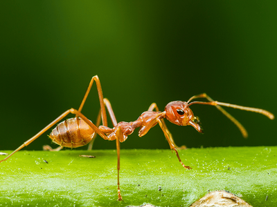 red harvester ant crawling outside of arizona home