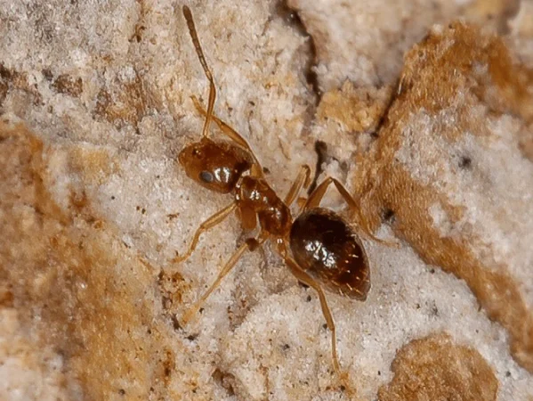 adult rover ant searching for food