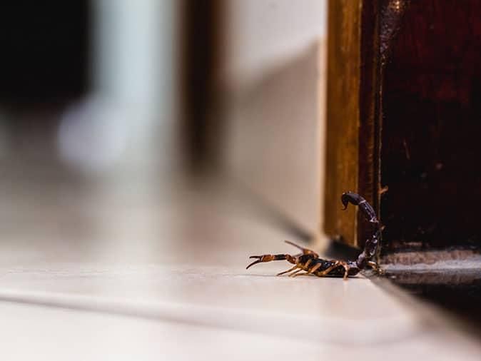 Stop Scorpions With Professional Treatment scorpion crawling on floor in sierra vista az home