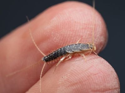 silverfish crawling on hand
