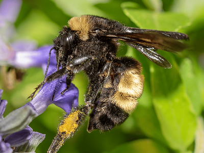 sonoran bumble bees on a flower