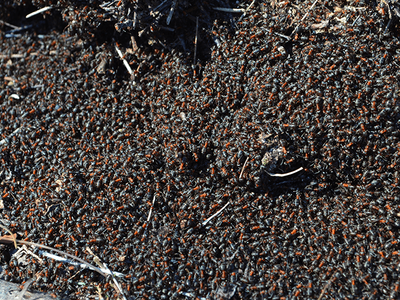 a large population of southern fire ants