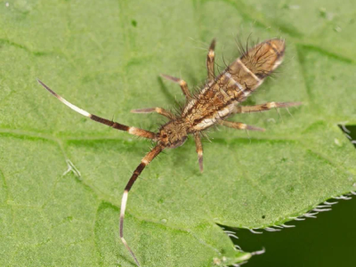 adult springtail in arizona