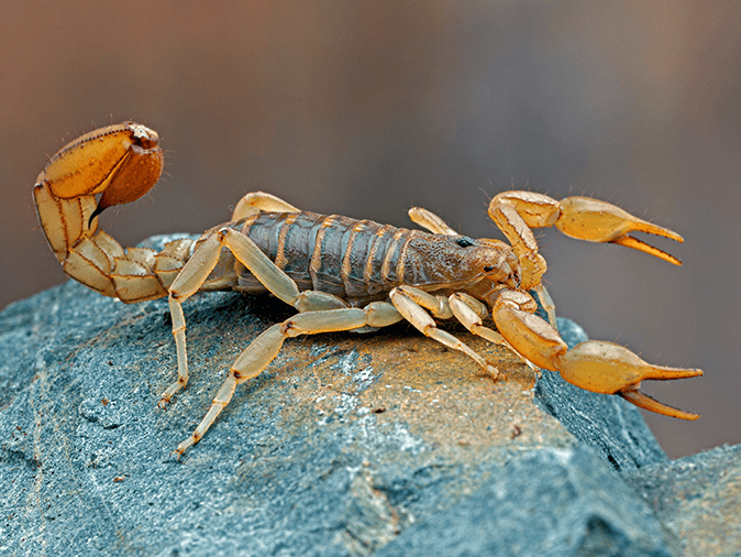 striped tail scorpion in tucson