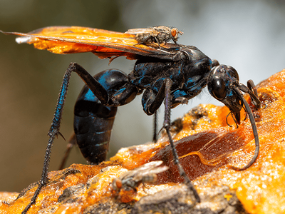 tarantula wasp in arizona