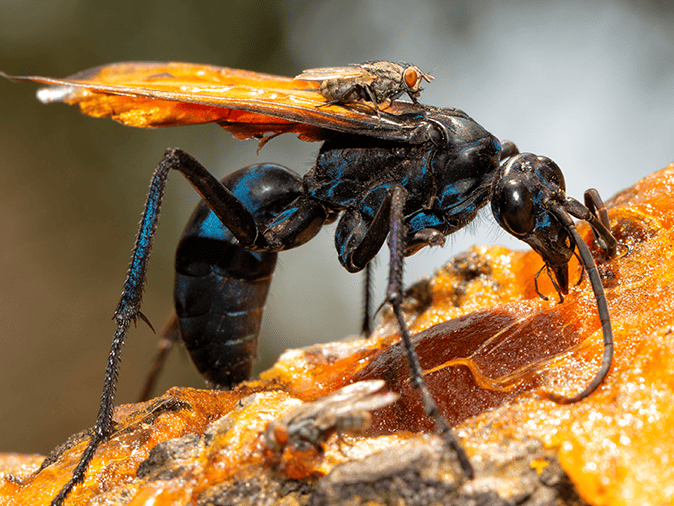 tarantula hawk in arizona