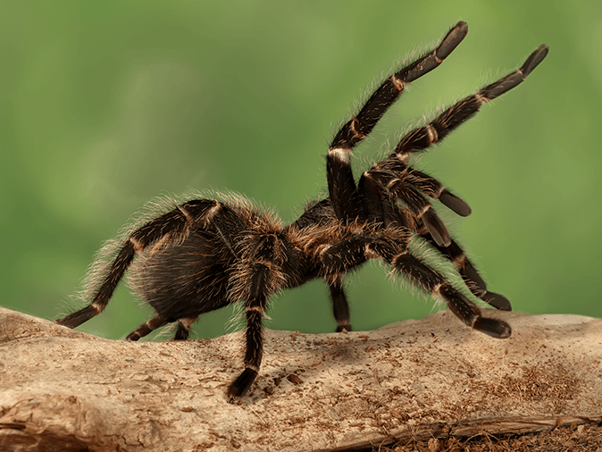 tarantula in Tucson, AZ