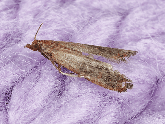 webbing clothes moth in arizona home