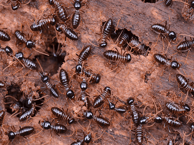 foraging termites in tucson