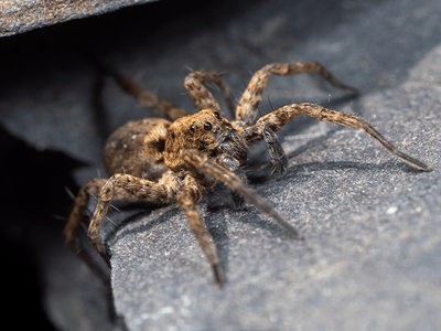 wolf spider crawling over rocks in southern az