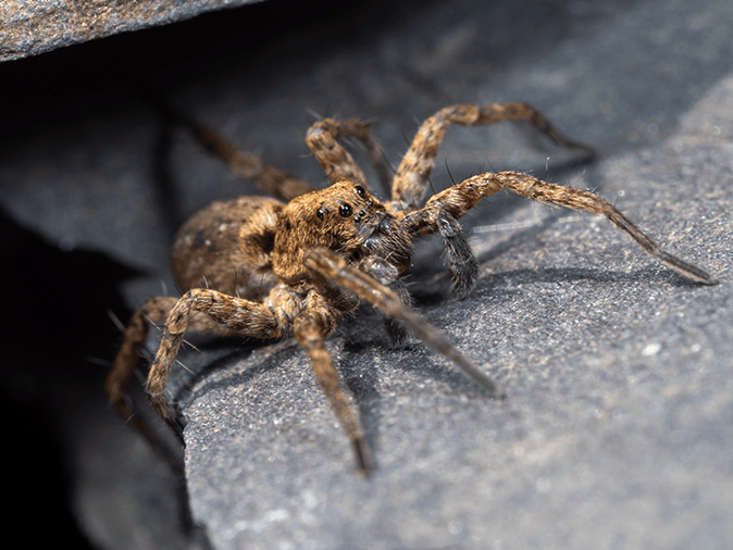adult wolf spider hunting