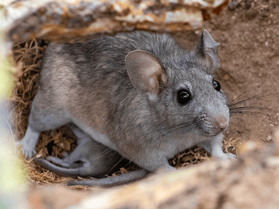 rat in burrow outside arizona home