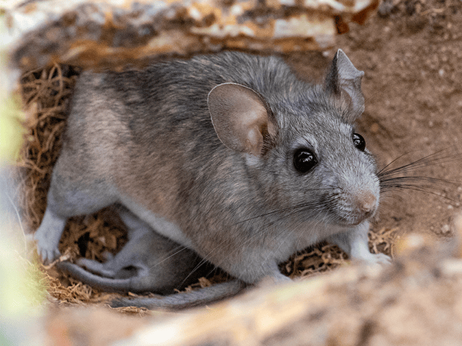 adult wood rat in tucson arizona